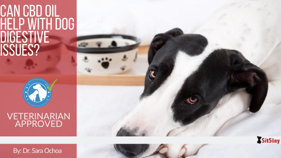 Can CBD Oil Help with Dog Digestive Issues?