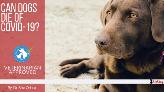 Can Dogs Die of COVID-19?