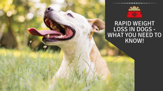 Rapid Weight Loss in Dogs