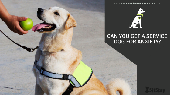 Can You Get A Service Dog for Anxiety 