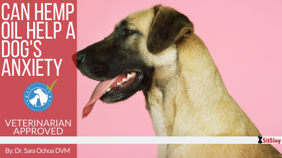 Can Hemp Oil Help a Dog’s Anxiety?