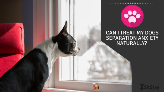 Can I Treat My Dog’s Separation Anxiety Naturally?