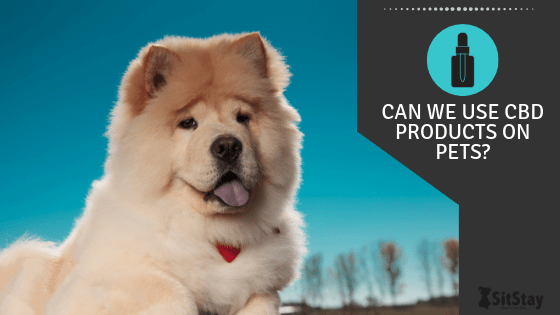 Can we use CBD products on pets?