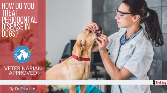 How Do You Treat Periodontal Disease in Dogs?