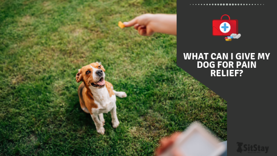 What Can I Give My Dog For Pain Relief?