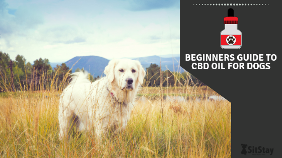 Beginners Guide to CBD Oil for Dogs