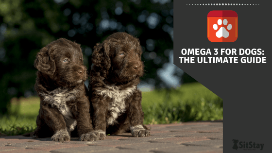 Omega 3 For Dogs: The Ultimate Guide