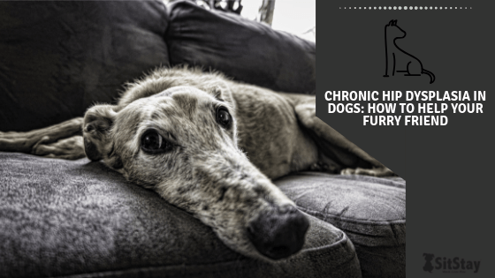 Chronic Hip Dysplasia in Dogs: How to Help Your Furry Friend