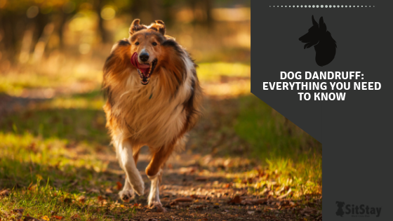 Dog Dandruff: Everything you need to know