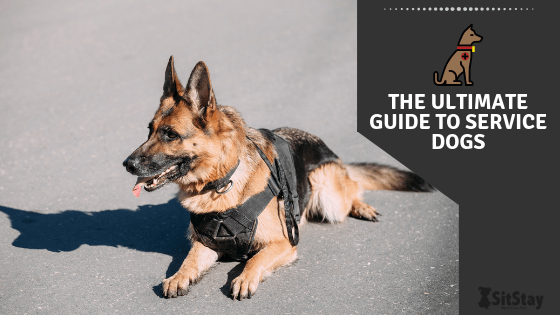 The Ultimate Guide to Service Dogs