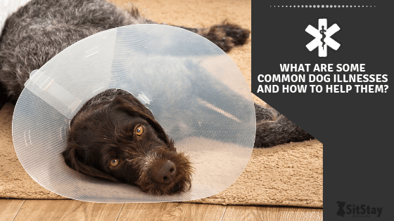 What are some common dog illnesses and how to help them?