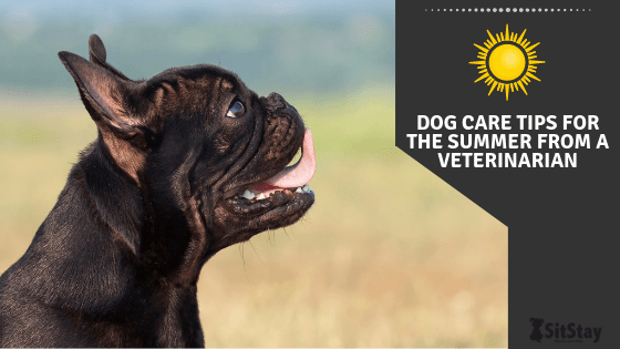 Dog Care Tips For Summer From A Veterinarian