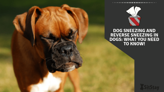 Dog Sneezing and Reverse Sneezing in Dogs: What You Need to Know!