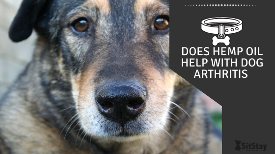Does Hemp Oil Help Dog Arthritis? 