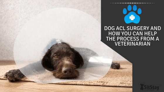 Dog ACL Surgery and How You Can Help the Process From A Veterinarian
