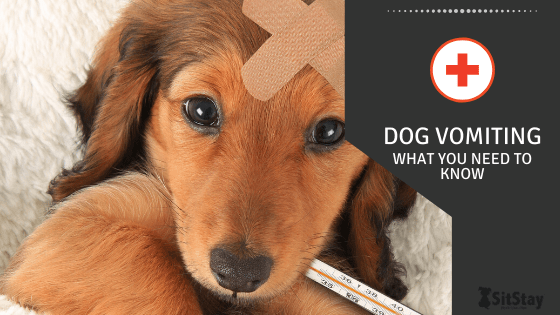 Dog Vomiting: What You Need To Know