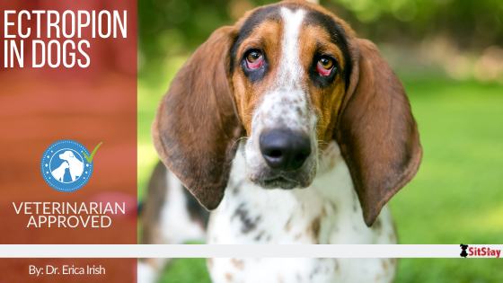 Ectropion in Dogs