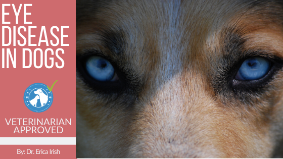 Eye Diseases in Dogs