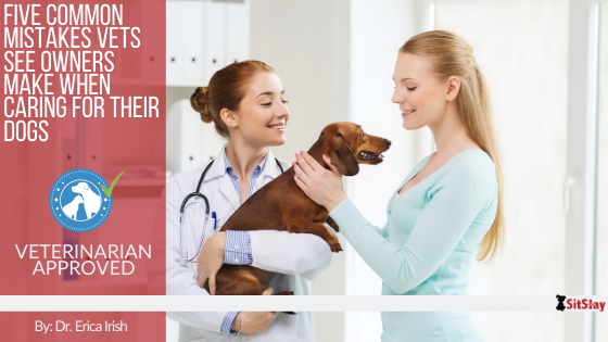 Five Common Mistakes Vets See Owners Make When Caring for Their Dogs