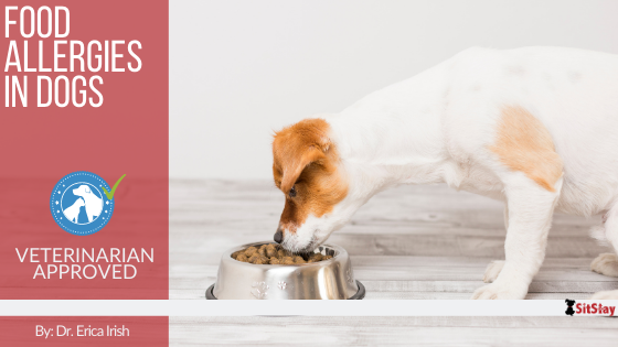 Food Allergies in Dogs