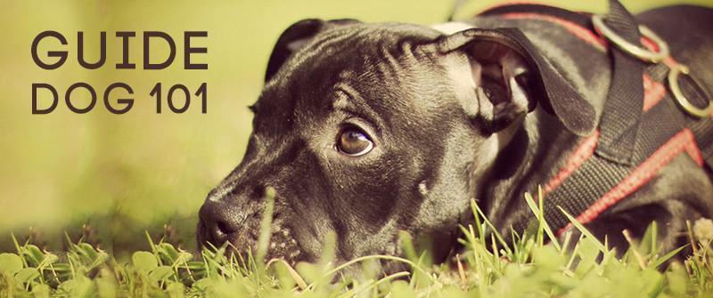 What is a Guide Dog