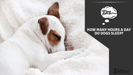 How Many Hours A Day Do Dogs Sleep?