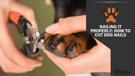 Nailing it properly How to cut dog nails SitStay