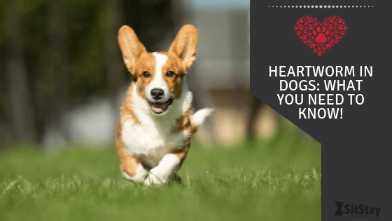 Heartworm in Dogs: What You Need to Know!