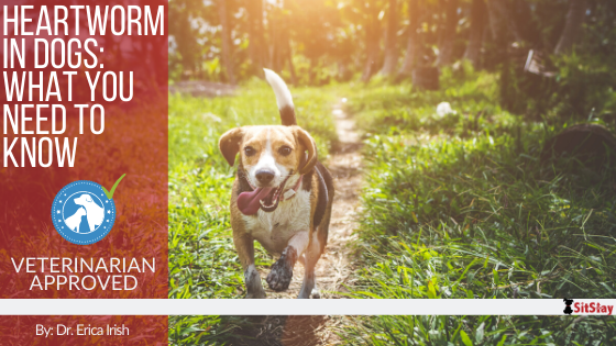 Heartworm in Dogs: What You Need to Know