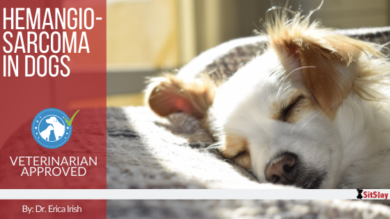 Hemangiosarcoma in Dogs