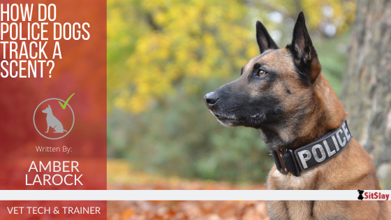 How Do Police Dogs Track A Scent?