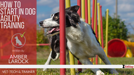 How To Start In Dog Agility Training – SitStay