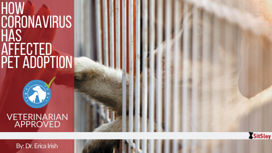How the Corona-virus Has Affected Pet Adoption
