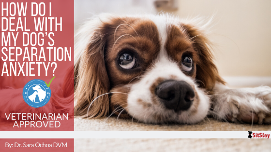 How do I Deal with My Dog’s Separation Anxiety?