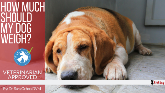 How much should my dog weigh?