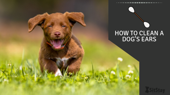 How to Clean a Dog’s Ears