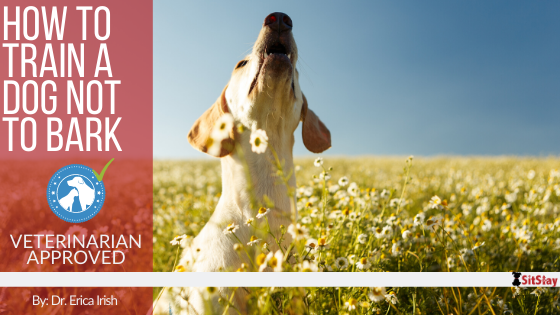 How to Train a Dog Not to Bark