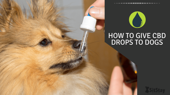 How To Give CBD Drops To Dogs