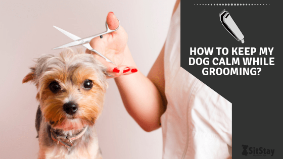 How To Keep My Dog Calm While Grooming?