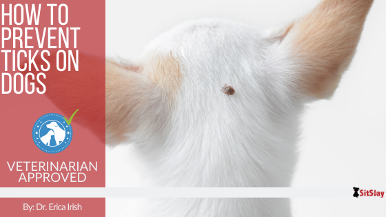 How to Prevent Ticks on Dogs