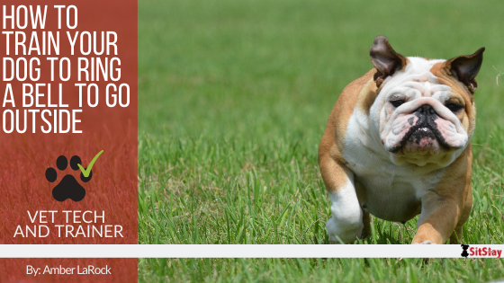 Train dog to ring bell to go outside on sale