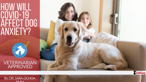 How Will COVID-19 Affect Dog Anxiety?