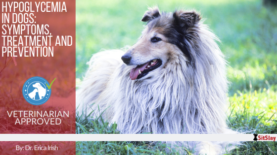 Hypoglycemia in Dogs: Symptoms, Treatment and Prevention