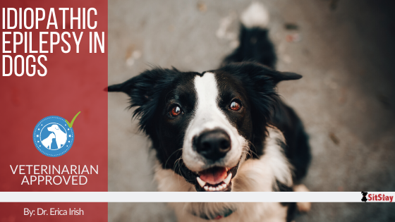 Idiopathic Epilepsy in Dogs