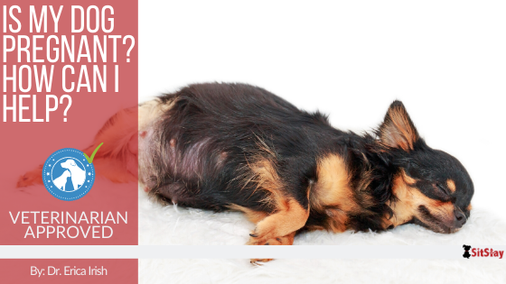 Is My Dog Pregnant? How Can I Help?