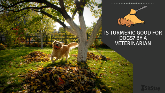 Is Turmeric Good for Dogs? By A Veterinarian