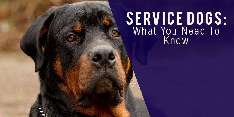 Reputable service dog sales registration