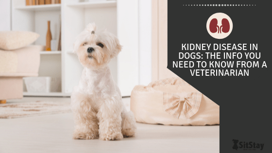 Kidney Disease In Dogs: The info you need to know from a veterinarian