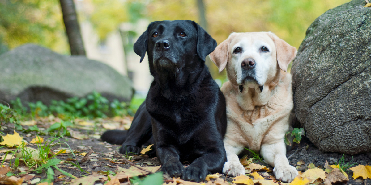Get to Know the Labrador Retriever