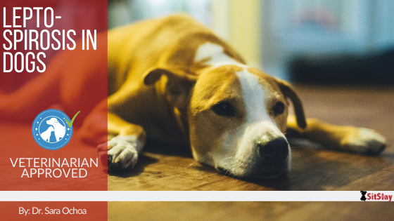 Leptospirosis in Dogs